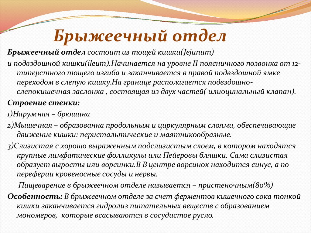 Брыжеечный отдел