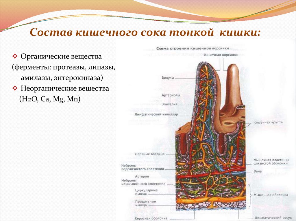 Состав кишечного сока тонкой кишки: