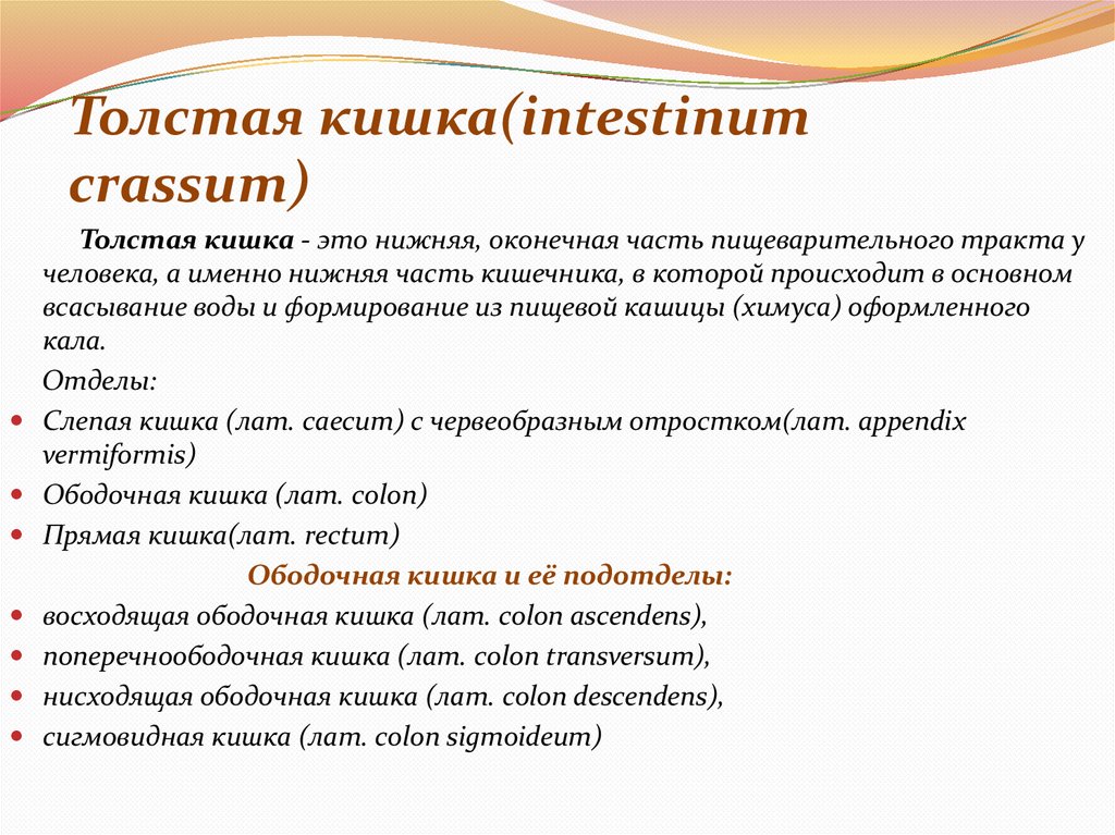 Толстая кишка(intestinum crassum)