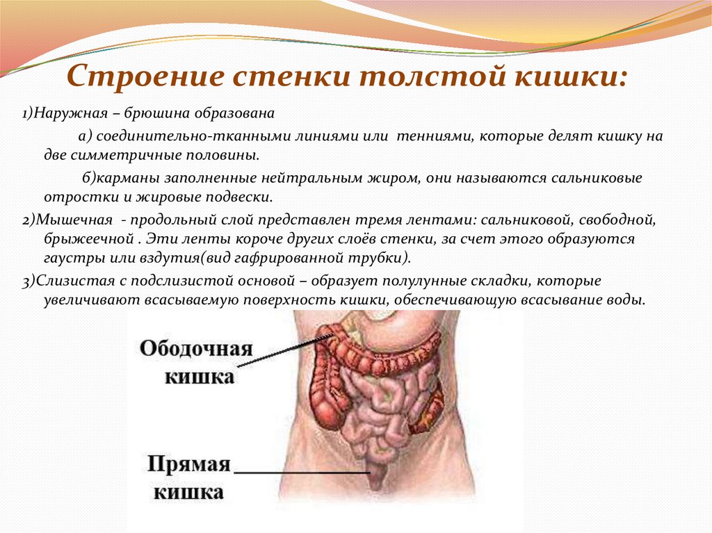 Строение стенки толстой кишки: