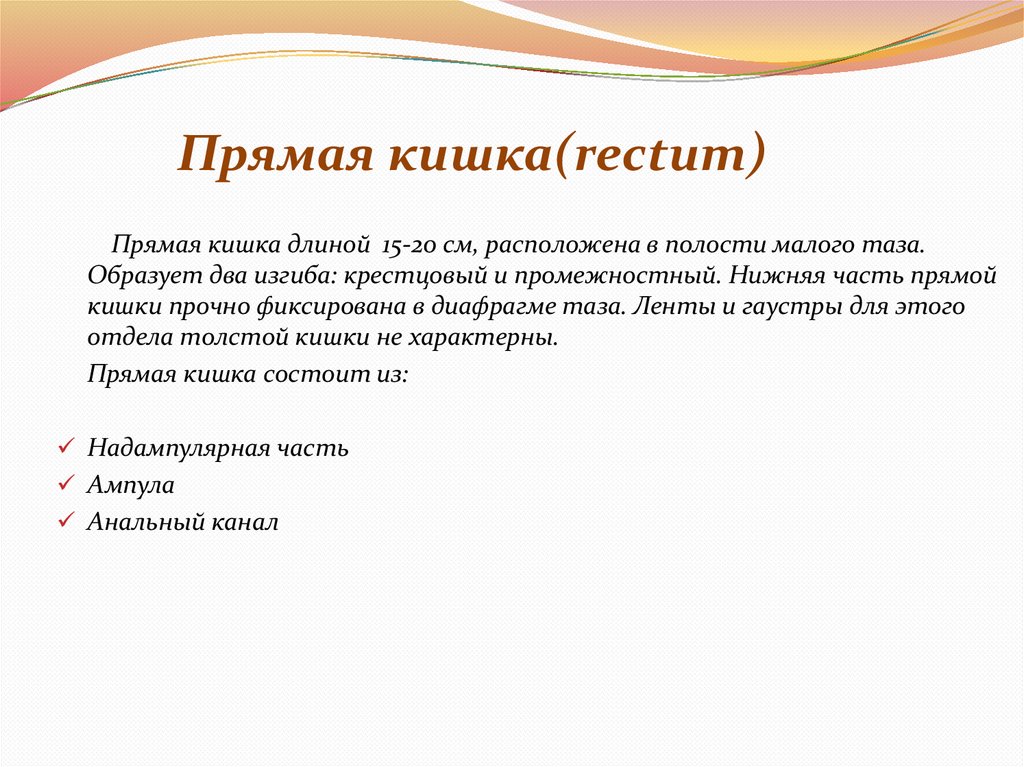 Прямая кишка(rectum)