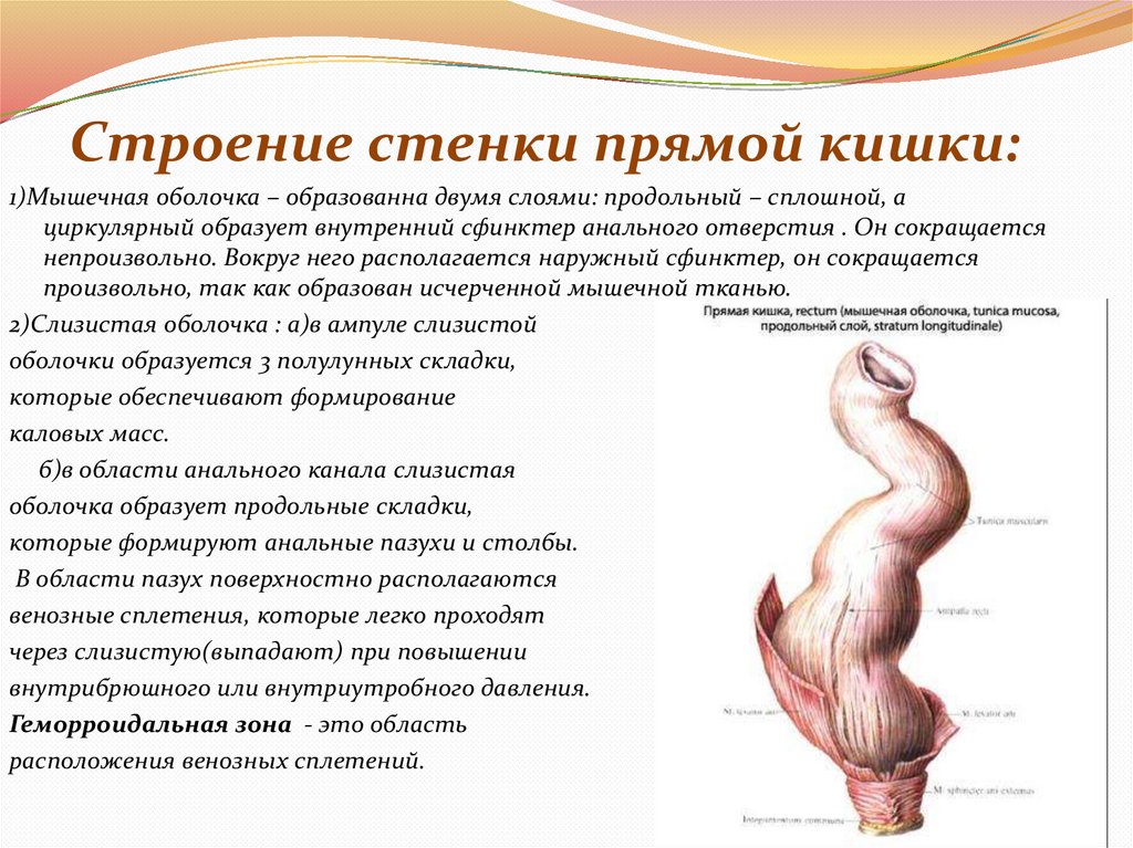 Строение стенки прямой кишки: