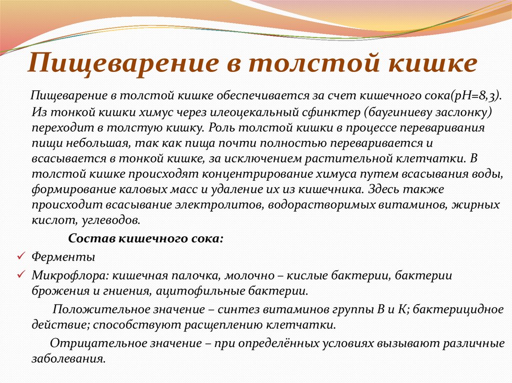 Пищеварение в толстой кишке