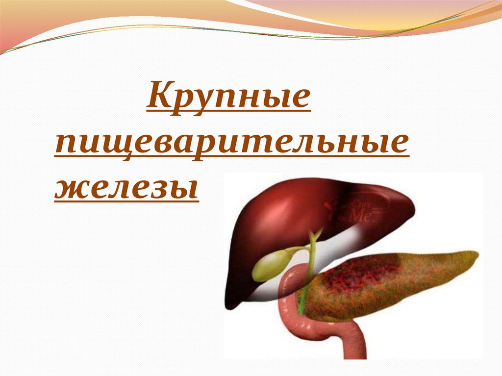 Крупные пищеварительные железы