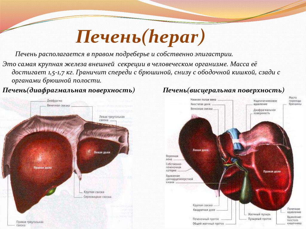 Печень(hepar)