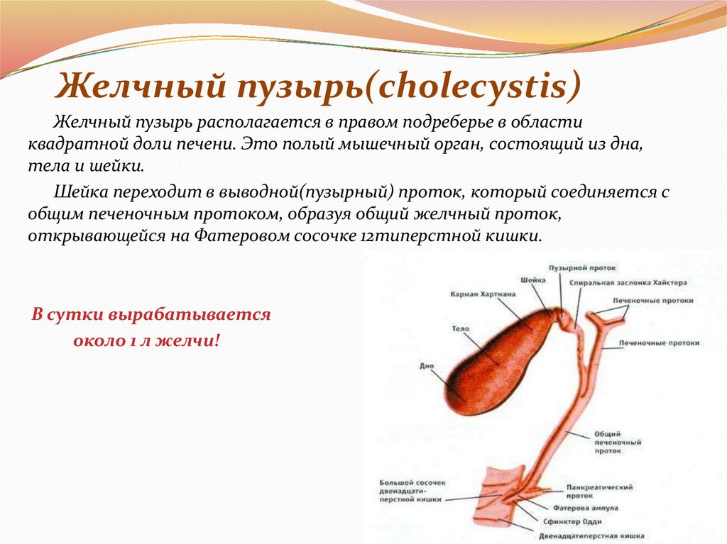 Желчный пузырь(cholecystis)
