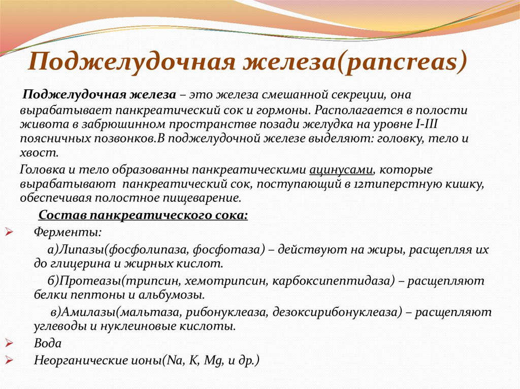 Поджелудочная железа(pancreas)