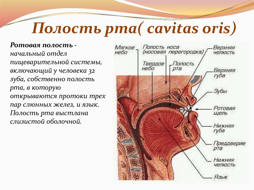 Полость рта( cavitas oris)