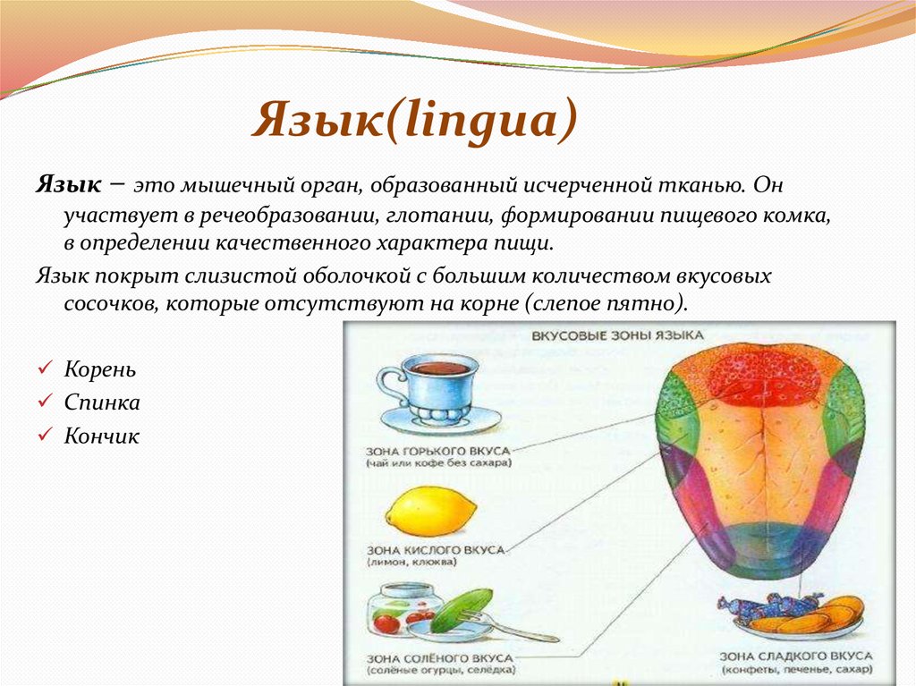 Язык(lingua)