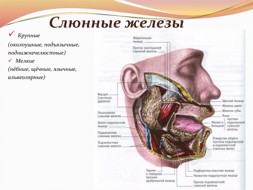 Слюнные железы