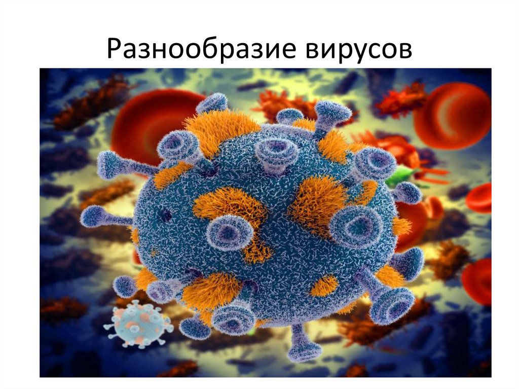 Разнообразие вирусов