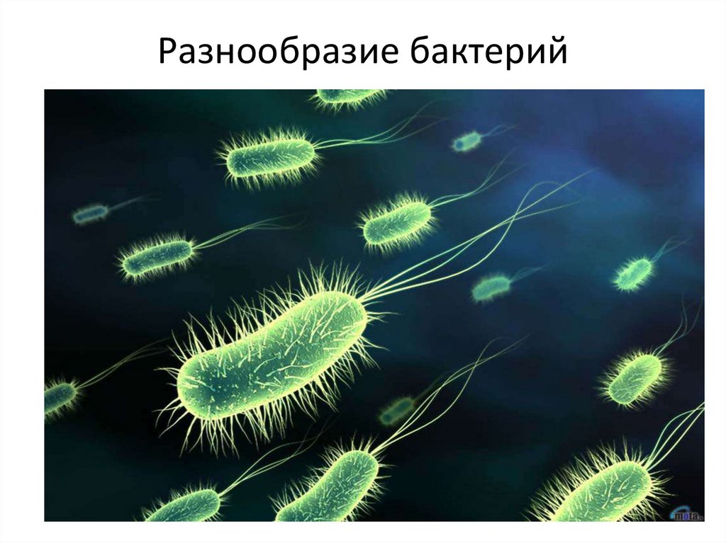 Разнообразие бактерий