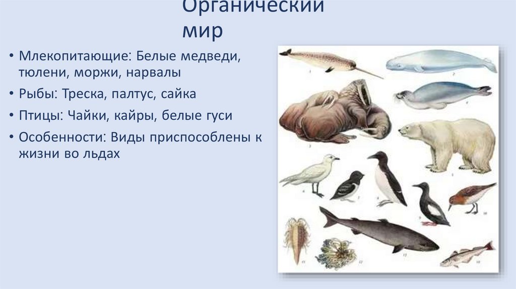 Органический мир