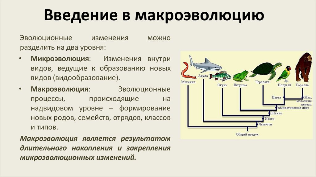 Введение в макроэволюцию