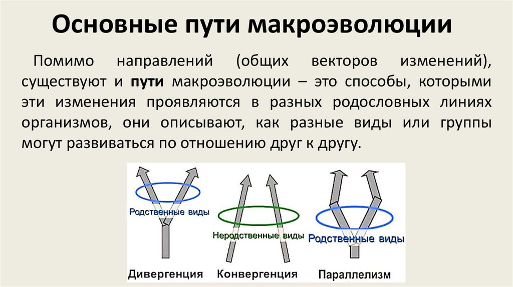 Основные пути макроэволюции