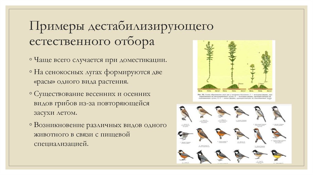 Примеры дестабилизирующего естественного отбора