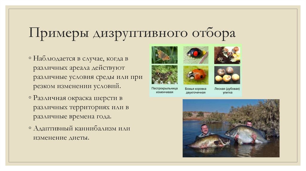 Примеры дизруптивного отбора