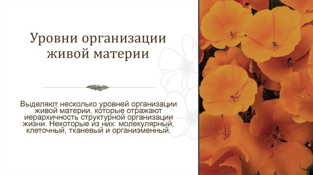 Уровни организации живой материи