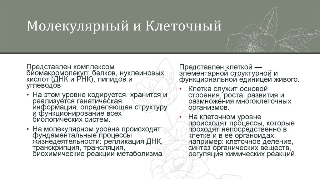 Молекулярный и Клеточный