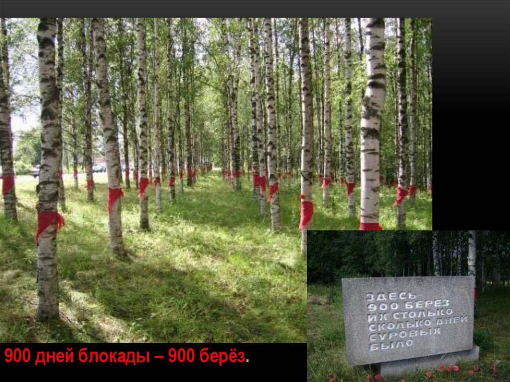 900 дней блокады – 900 берёз.