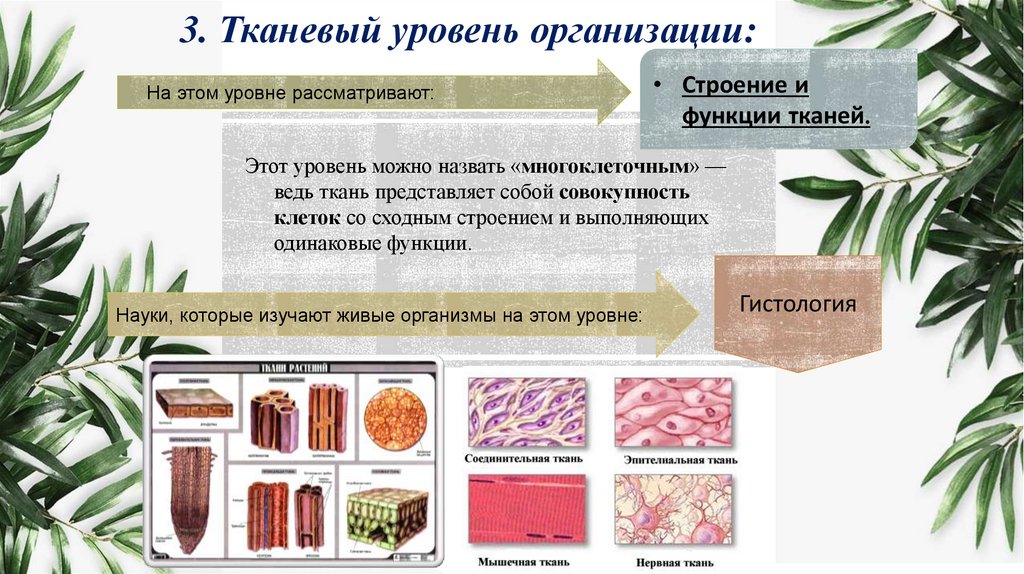 3. Тканевый уровень организации: