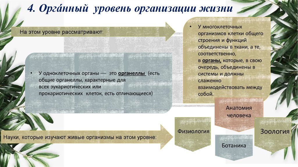4. Оргáнный  уровень организации жизни