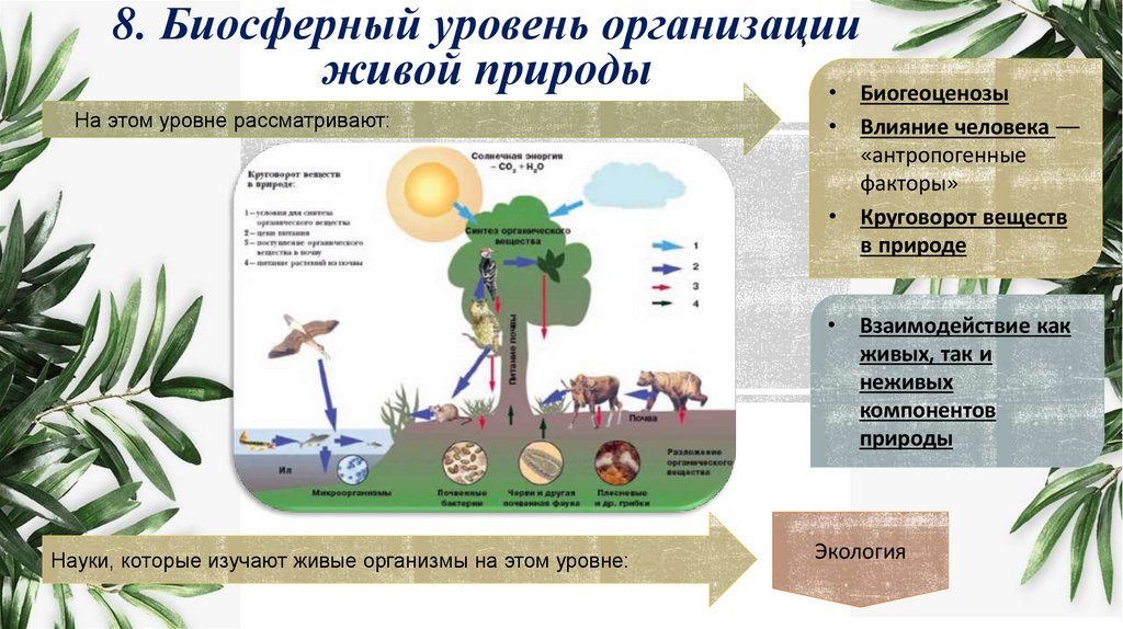 8. Биосферный уровень организации живой природы
