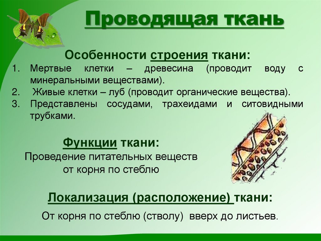 Проводящая ткань