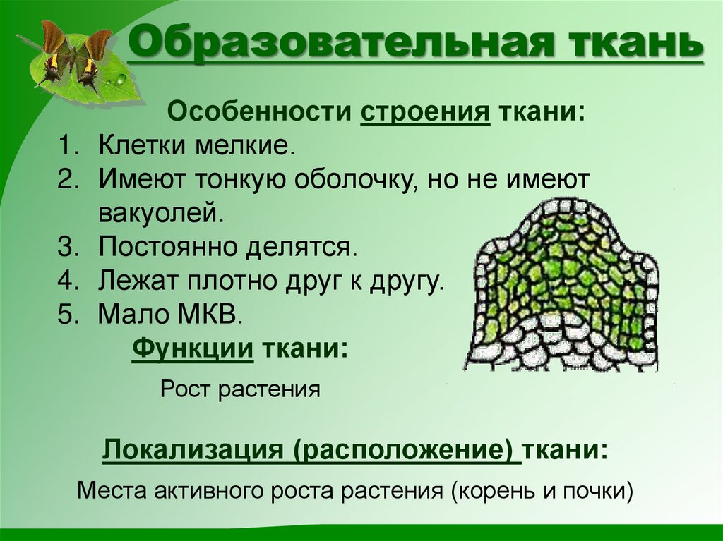 Образовательная ткань