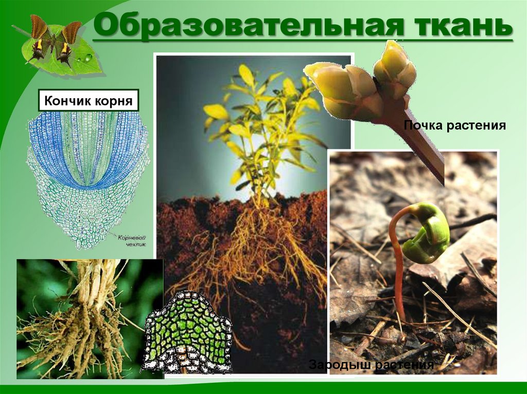 Образовательная ткань