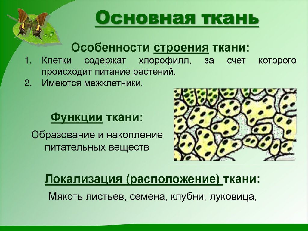 Основная ткань