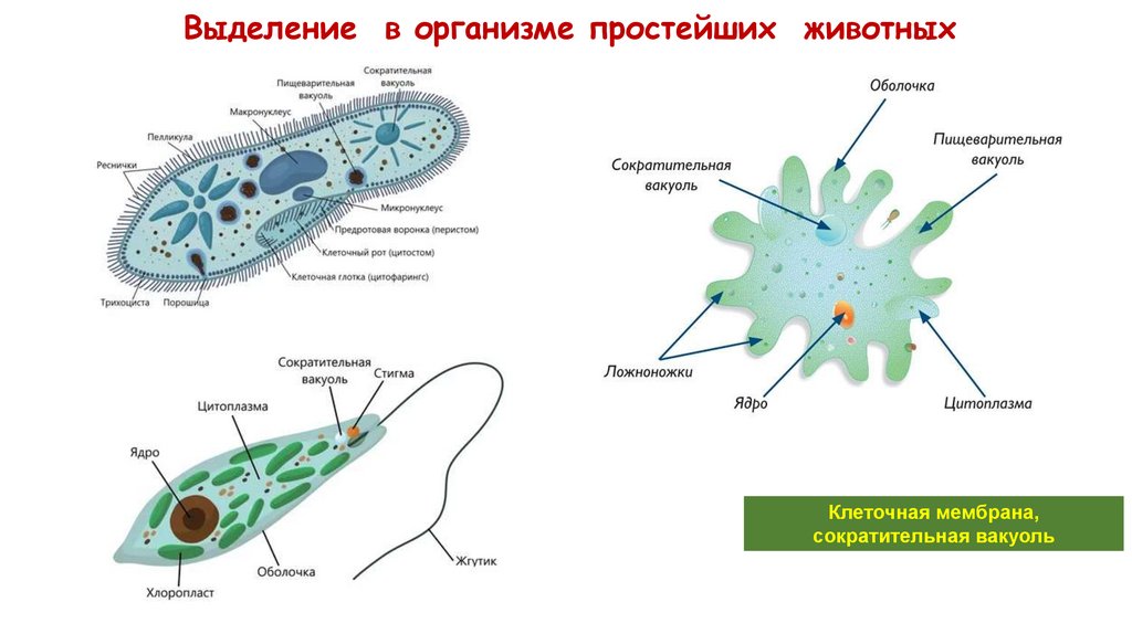 Выделение в организме простейших животных
