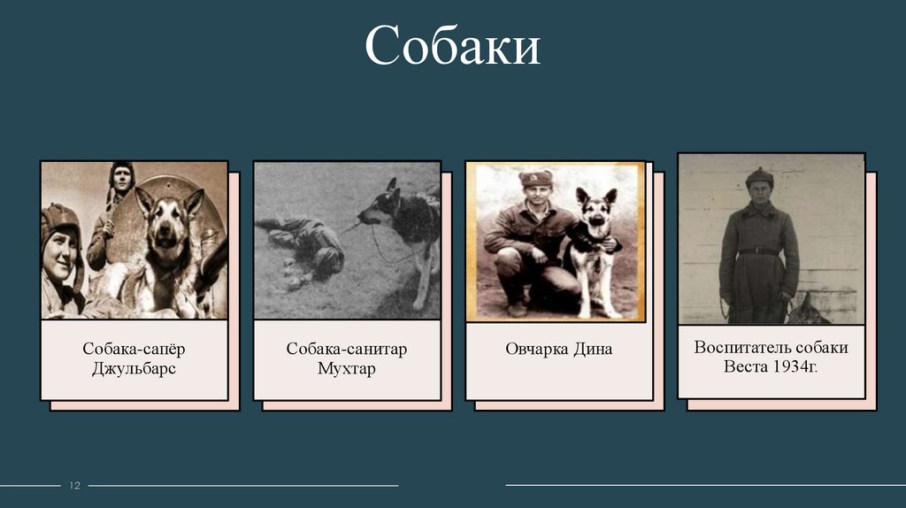 Собаки