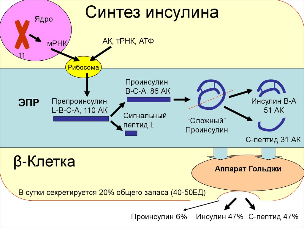 Синтез инсулина