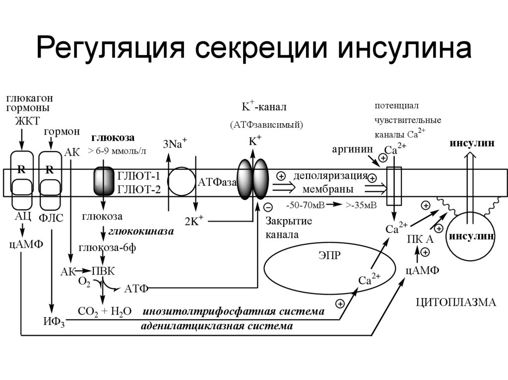 Регуляция секреции инсулина