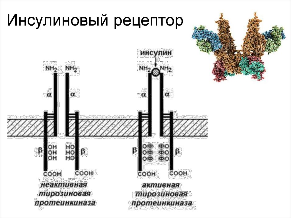 Инсулиновый рецептор