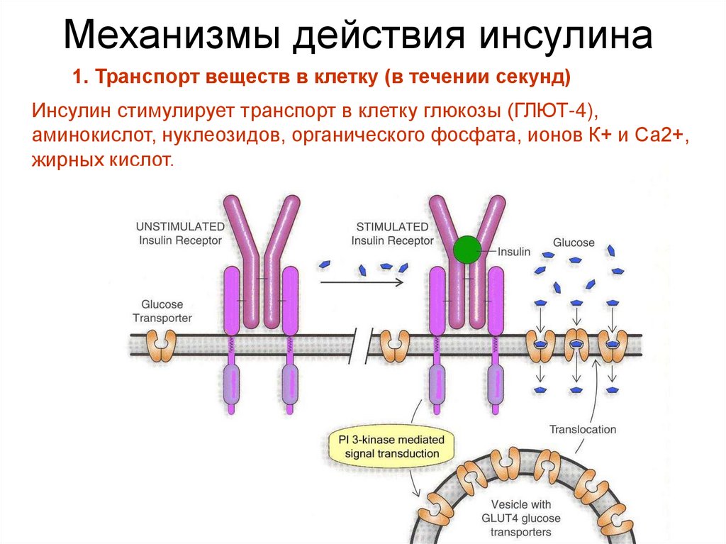 Механизмы действия инсулина