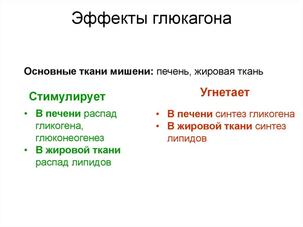 Эффекты глюкагона