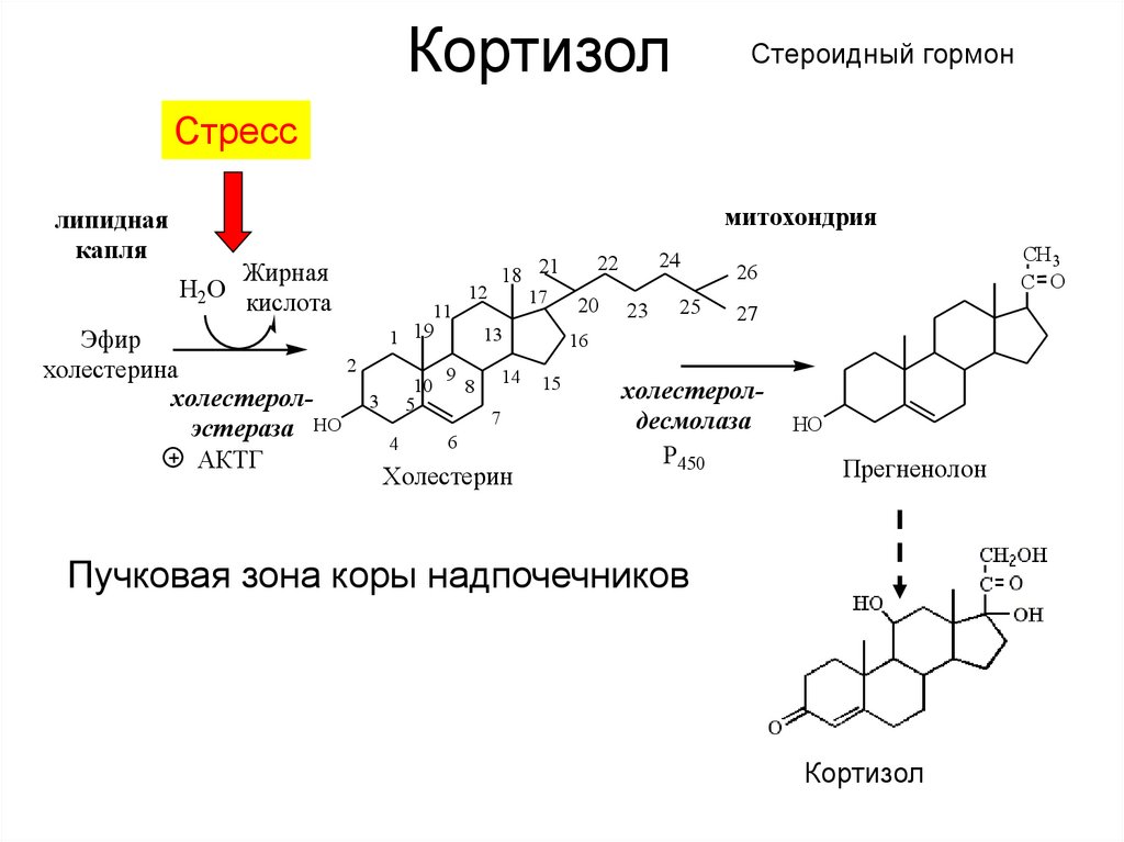 Надпоченики