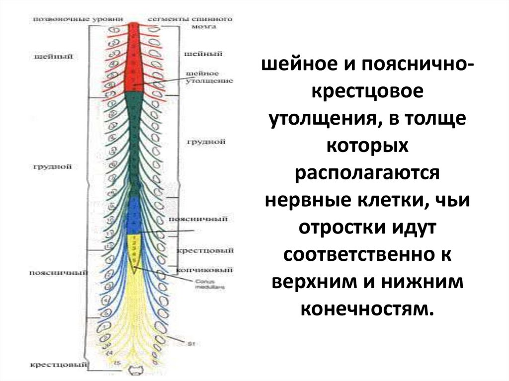 шейное и пояснично-крестцовое утолщения, в толще которых располагаются нервные клетки, чьи отростки идут соответственно к