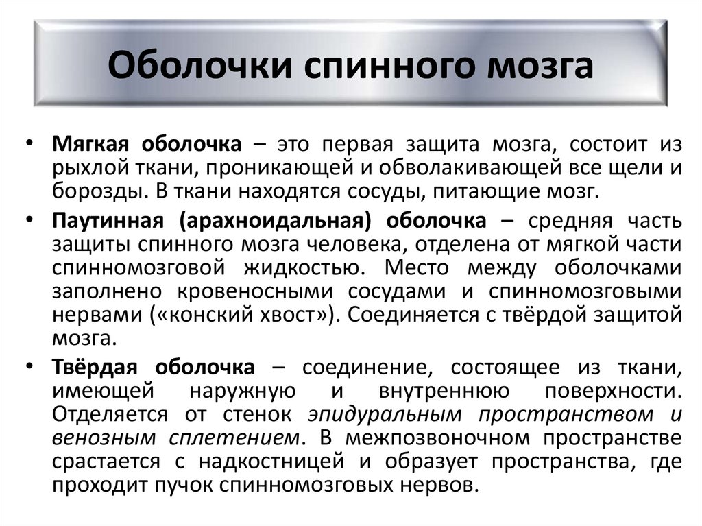 Оболочки спинного мозга
