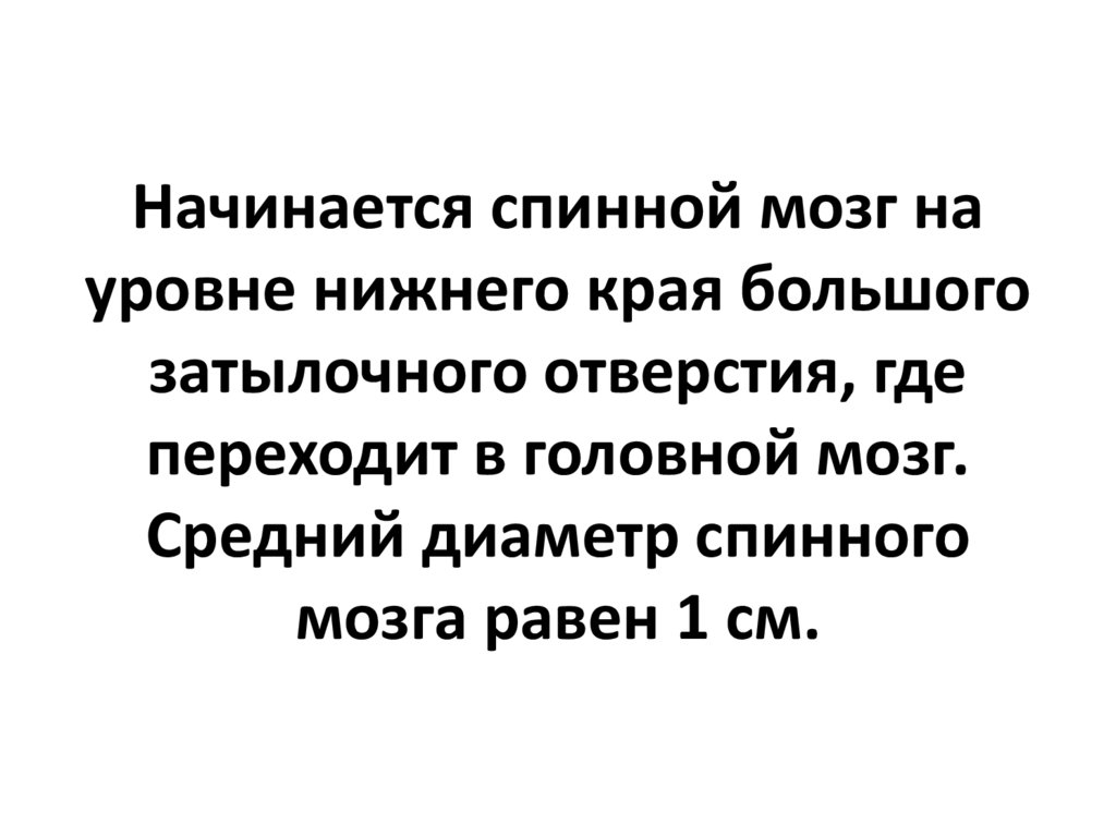 Начинается спинной мозг на уровне нижнего края большого затылочного отверстия, где переходит в головной мозг. Средний диаметр