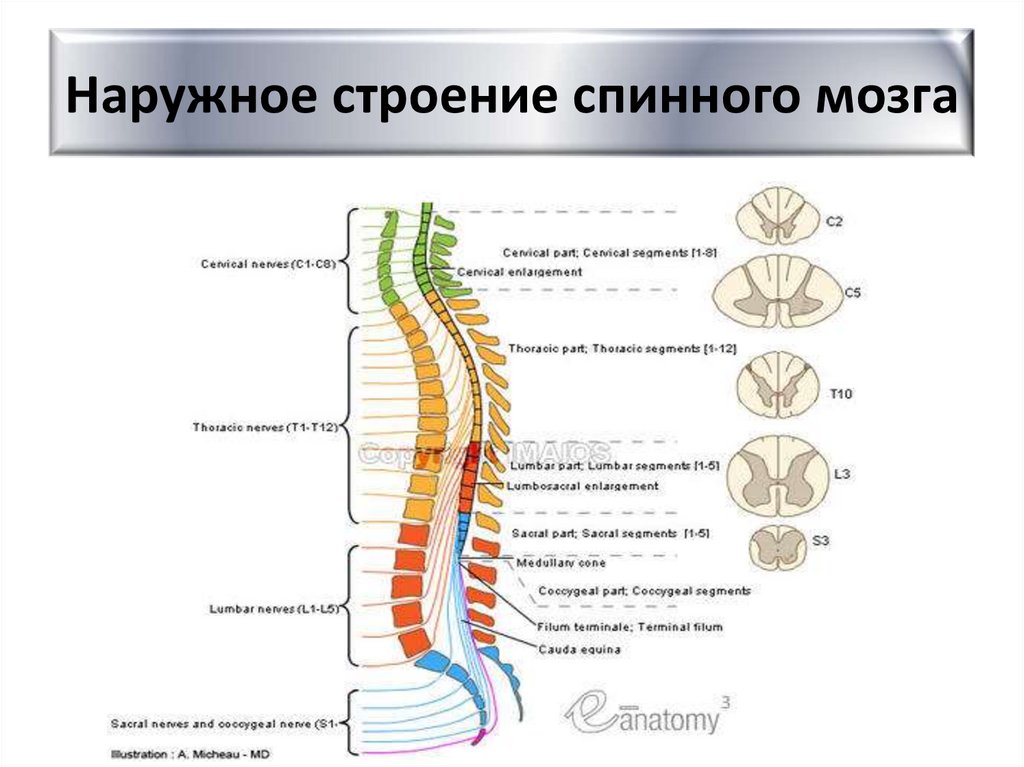 Наружное строение спинного мозга