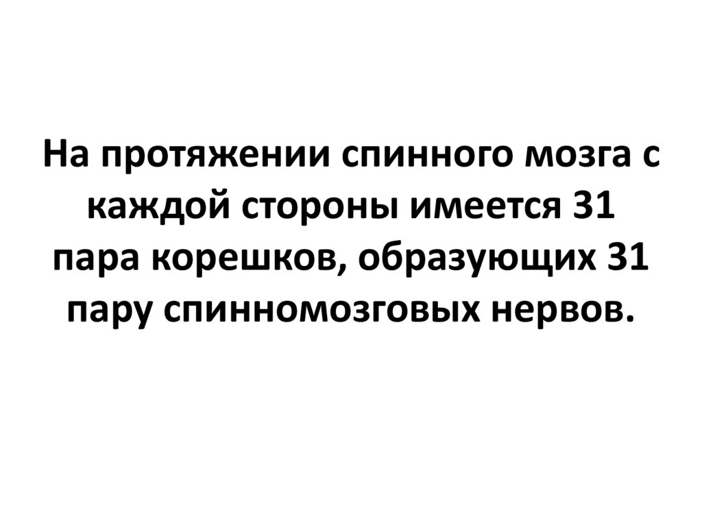 На протяжении спинного мозга с каждой стороны имеется 31 пара корешков, образующих 31 пару спинномозговых нервов.