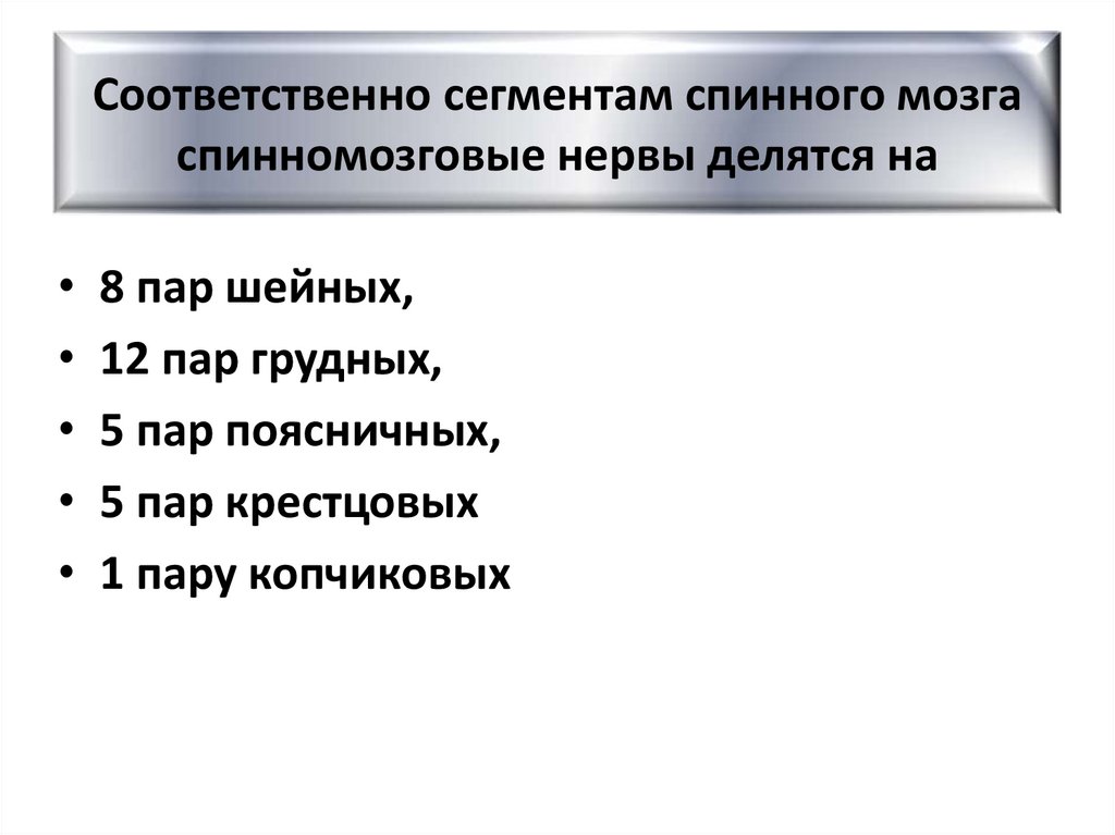 Соответственно сегментам спинного мозга спинномозговые нервы делятся на