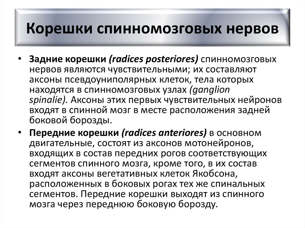 Корешки спинномозговых нервов