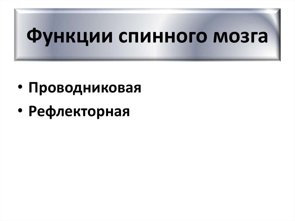 Функции спинного мозга