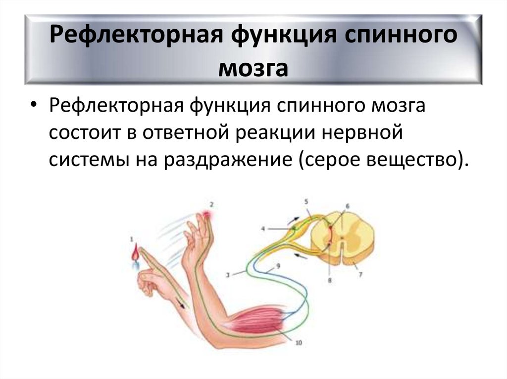 Рефлекторная функция спинного мозга