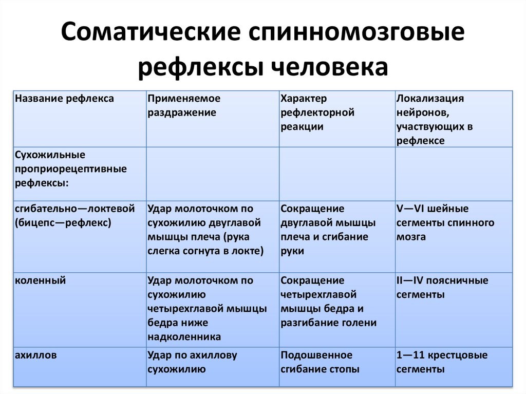 Соматические спинномозговые рефлексы человека