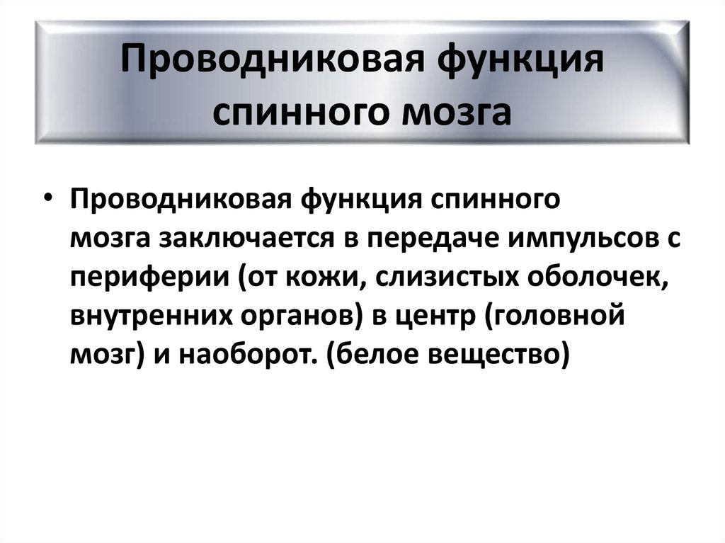 Проводниковая функция спинного мозга
